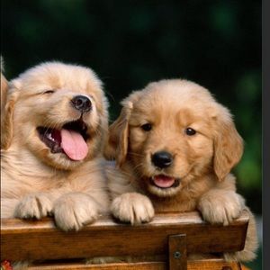 Meet your Posher, Wolf